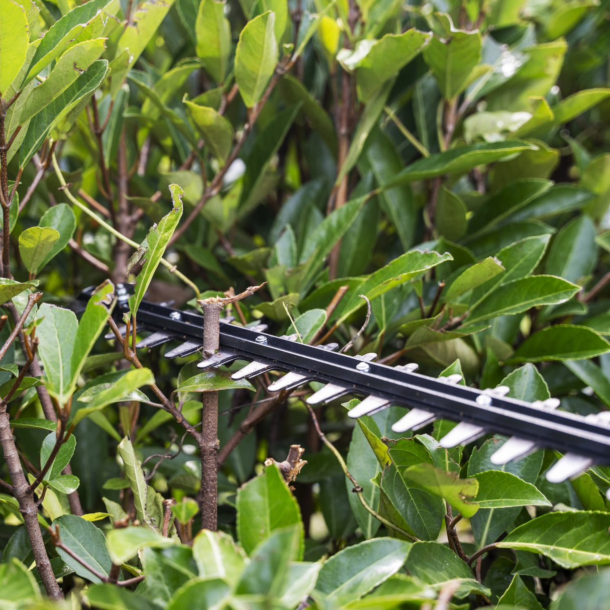 40V Stab-Heckenschere 51cm Gen. II - 2Ah Akku