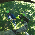 POWERALL 24V Hochentaster 20cm Gen. II - 2Ah Akku